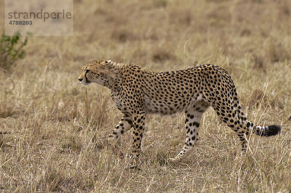 Gepard (Acinonyx jubatus)  Masai Mara  Kenia  Afrika