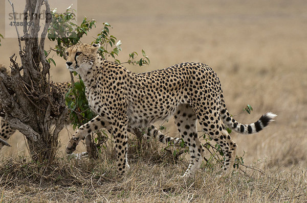 Cheetah (Acinonyx jubatus)  Masai Mara  Kenia  Afrika