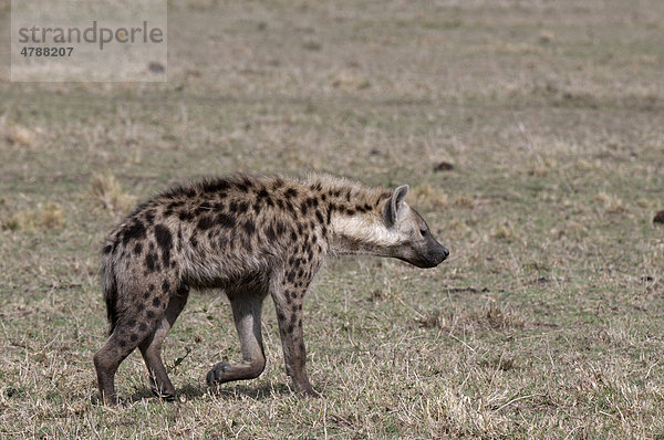 Tüpfelhyäne (Crocuta crocuta)  Masai Mara  Kenia  Afrika