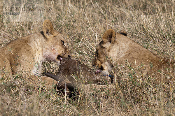 Löwen (Panthera leo)  fressen Beute  Masai Mara  Kenia  Afrika