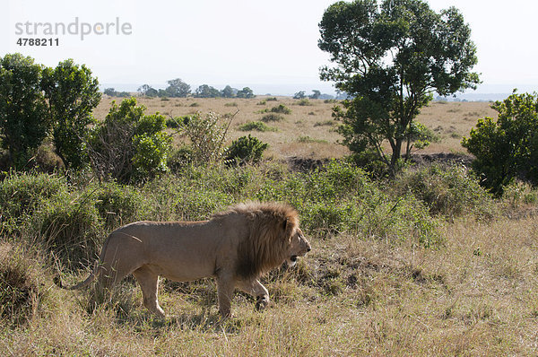 Löwe (Panthera leo)  Masai Mara  Kenia  Afrika