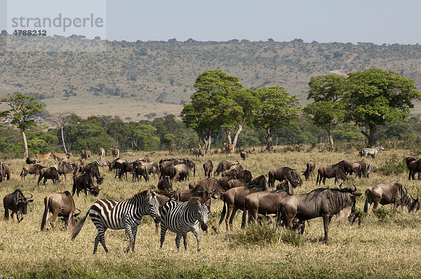 Streifengnus (Connochaetes taurinus) und Zebras (Equus quagga)  Masai Mara  Kenia  Afrika