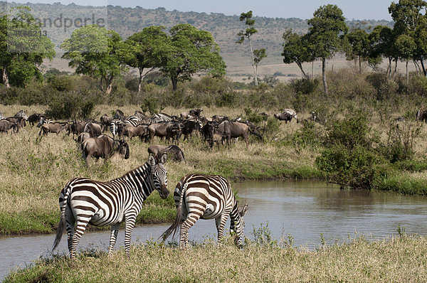 Zebras (Equus quagga) und Streifengnus (Connochaetes taurinus)  Masai Mara  Kenia  Afrika Equus quagga Steppenzebra