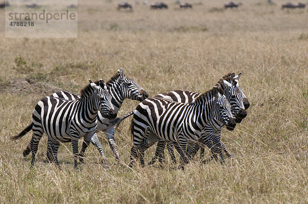 Zebras (Equus quagga)  Masai Mara  Kenia  Afrika Steppenzebra  Equus quagga