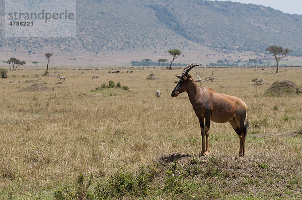 Leierantilope oder Halbmondantilope (Damaliscus lunatus)  Masai Mara  Kenia  Afrika