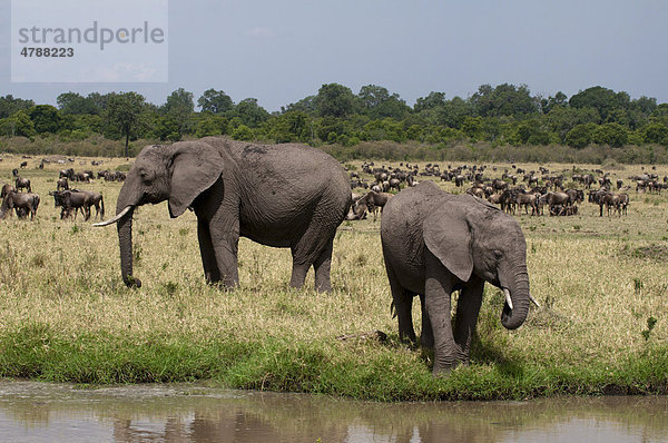 Afrikanische Elefanten (Loxodonta africana)  Masai Mara  Kenia  Afrika