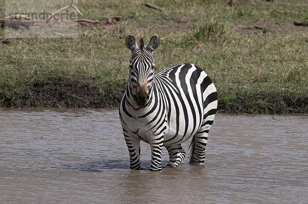 Zebra (Equus quagga) steht im Wasser  Masai Mara  Kenia  Afrika Equus quagga Steppenzebra