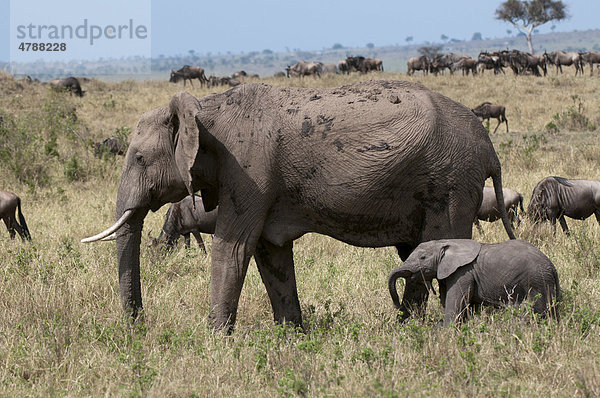 Afrikanischer Elefant (Loxodonta africana) mit Kalb  Masai Mara  Kenia  Afrika
