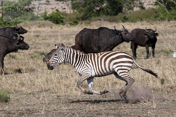 Zebra (Equus quagga)  Masai Mara  Kenia  Afrika Steppenzebra  Equus quagga