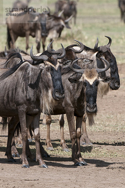 Streifengnu (Connochaetes taurinus)  Masai Mara  Kenia  Afrika