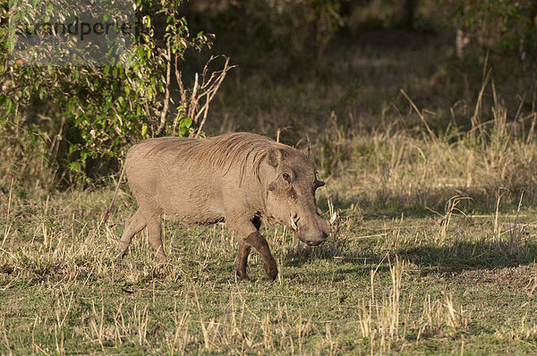 Wüstenwarzenschwein (Phacochoerus aethiopicus)  Masai Mara  Kenia  Afrika