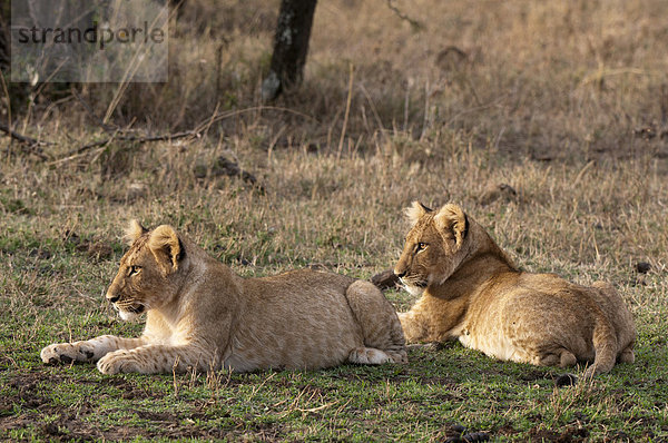 Löwen (Panthera leo)  Jungtiere  Masai Mara  Kenia  Afrika