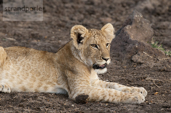 Löwen (Panthera leo)  Jungtier  Masai Mara  Kenia  Afrika