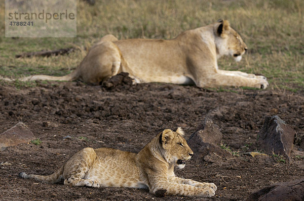 Löwen (Panthera leo)  Löwin und Jungtier  Masai Mara  Kenia  Afrika