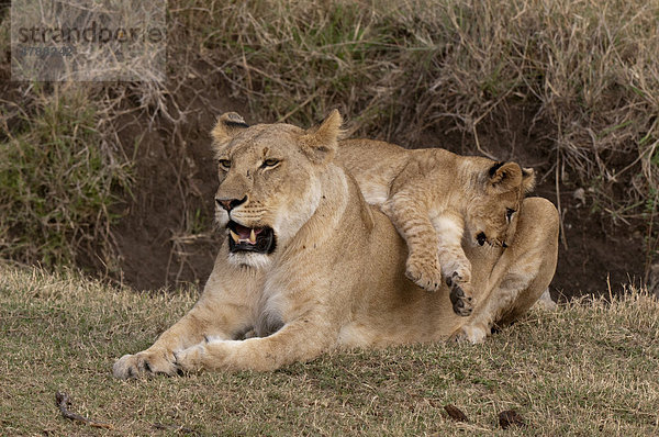 Löwen (Panthera leo)  Löwin und Jungtier  Masai Mara  Kenia  Afrika
