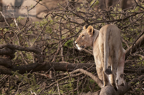 Löwe (Panthera leo)  Masai Mara  Kenia  Afrika