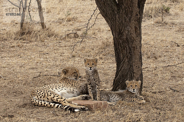 Gepard (Acinonyx jubatus) mit Jungen  Masai Mara  Kenia  Afrika