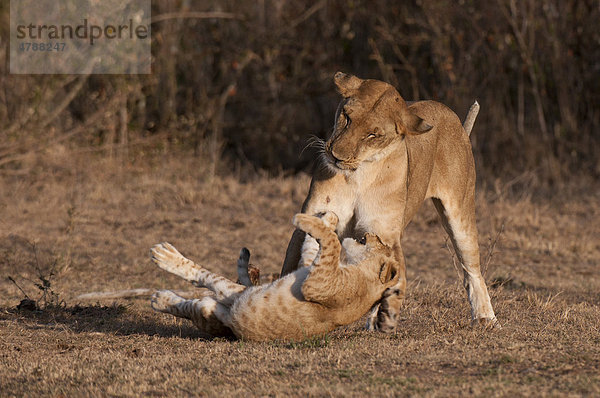 Löwe (Panthera leo) mit Jungen  Masai Mara  Kenia  Afrika