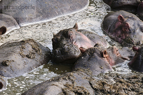 Flusspferde (Hippopotamus amphibius) im Wasser  Masai Mara  Kenia  Afrika