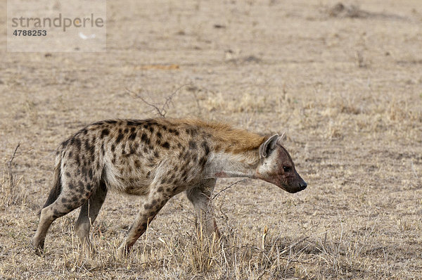 Tüpfelhyäne (Crocuta crocuta)  Masai Mara  Kenia  Afrika