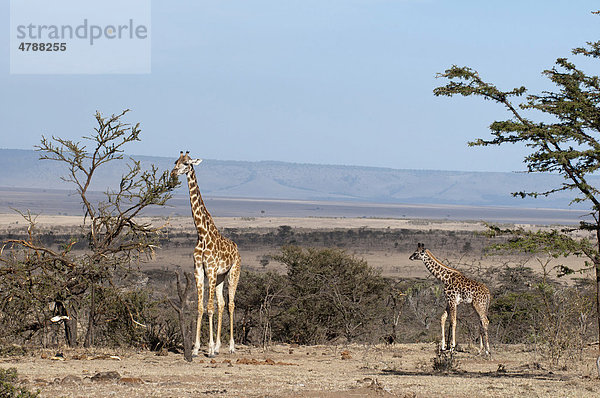 Giraffen (Giraffa camelopardalis)  Masai Mara  Kenia  Afrika