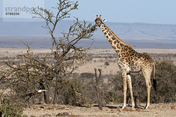 Giraffe (Giraffa camelopardalis)  Masai Mara  Kenia  Afrika