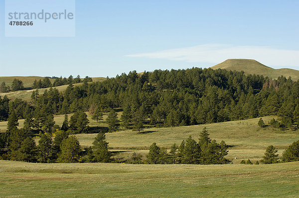 Custer State Park  Black Hills  South Dakota  USA