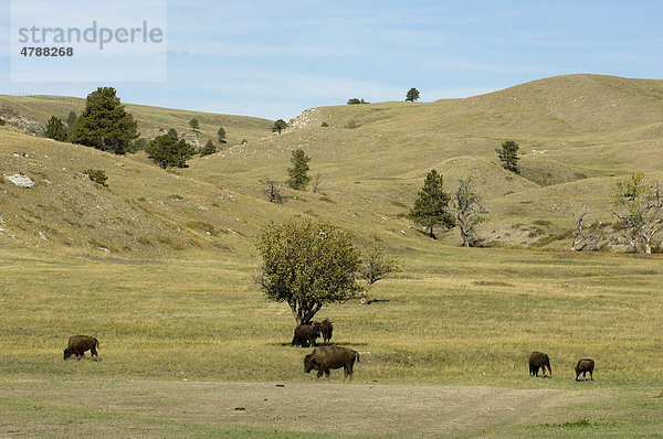 Amerikanischer Bison (Bison bison)  Büffelherde  Custer State Park  Black Hills  South Dakota  USA