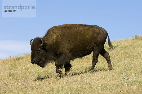 Amerikanischer Bison (Bison bison)  Büffel  Custer State Park  Black Hills  South Dakota  USA