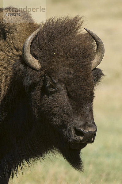 Amerikanischer Bison (Bison bison)  Büffel  Porträt  Custer State Park  Black Hills  South Dakota  USA