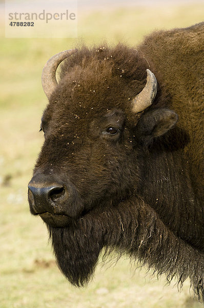Amerikanischer Bison oder Büffel (Bison bison)  Custer State Park  Black Hills  South Dakota  USA