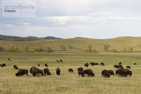 Amerikanischer Bison oder Büffel (Bison bison)  Herde  Custer State Park  Black Hills  South Dakota  USA