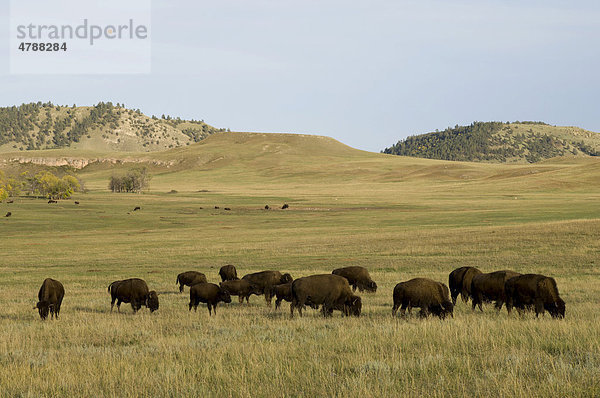 Amerikanischer Bison oder Büffel (Bison bison)  Herde  Custer State Park  Black Hills  South Dakota  USA