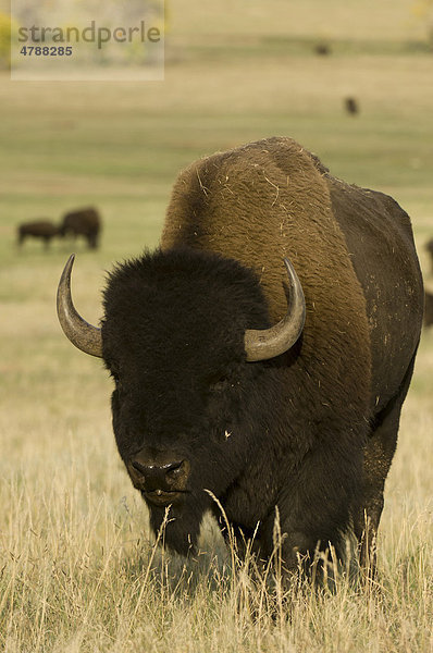 Amerikanischer Bison oder Büffel (Bison bison)  Custer State Park  Black Hills  South Dakota  USA