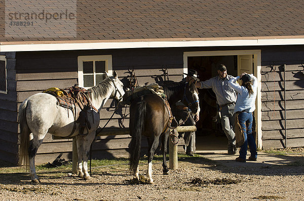 Menschen und Pferde beim Büffeltreiben  Custer State Park  Black Hills  South Dakota  USA  Amerika