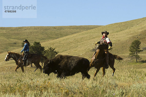 Cowboy treibt eine Herde Büffel  Büffeltreiben  Custer State Park  Black Hills  South Dakota  USA  Amerika