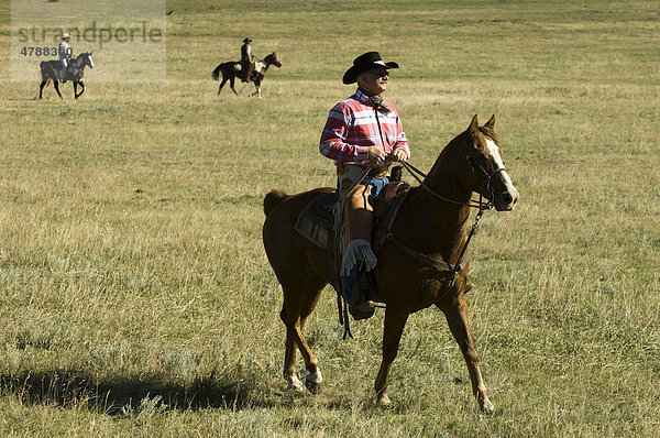 Cowboys beim Büffeltreiben  Custer State Park  Black Hills  South Dakota  USA  Amerika