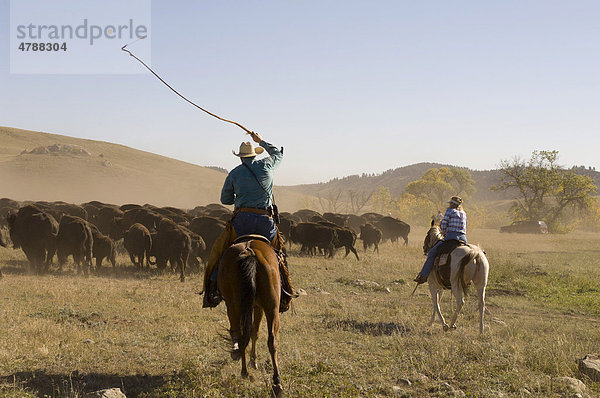 Cowboys treiben eine Herde Büffel  Büffeltreiben  Custer State Park  Black Hills  South Dakota  USA  Amerika