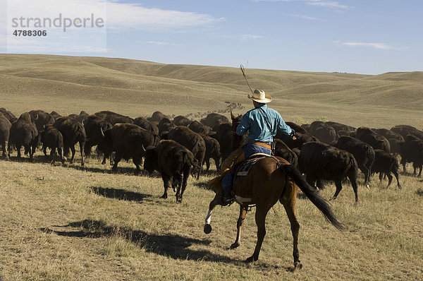 Cowboy beim Büffeltreiben  Custer State Park  Black Hills  South Dakota  USA  Amerika