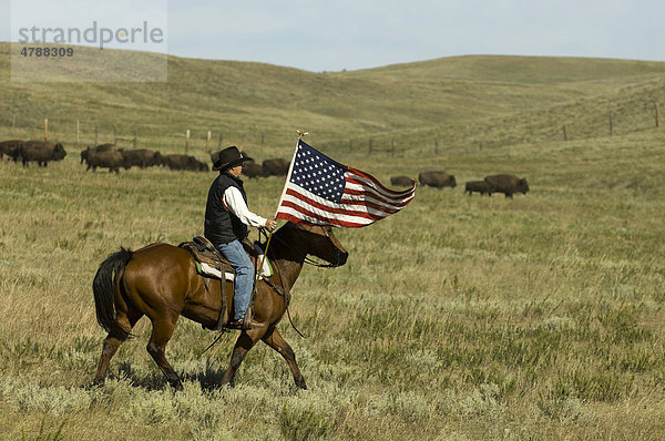 Cowboy mit US-Flagge beim Büffeltreiben  Custer State Park  Black Hills  South Dakota  USA  Amerika