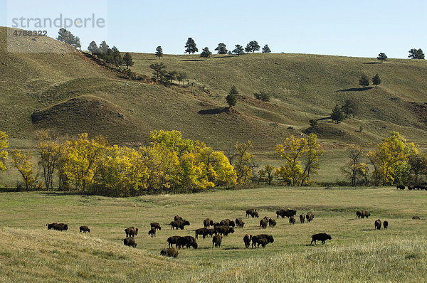 Büffeltreiben  Custer State Park  Black Hills  South Dakota  USA  Amerika
