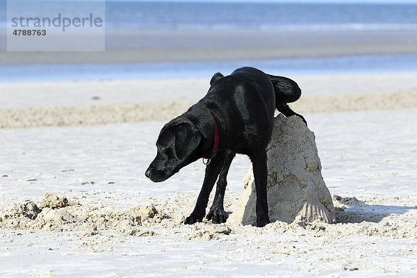 Schwarzer Labrador Retriever  Rüde markiert Sandhügel am Strand