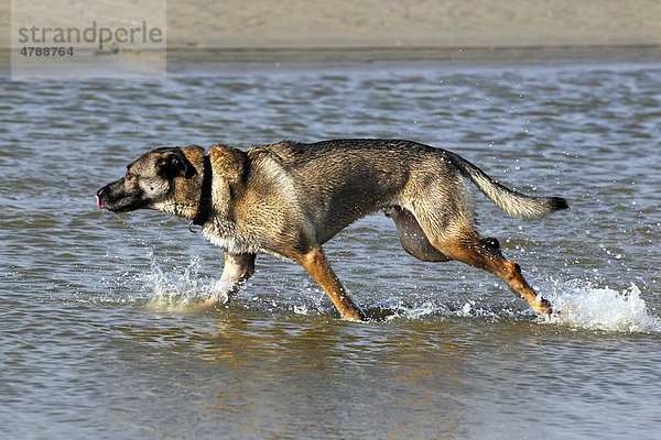 Mischling  Haushund läuft im Wasser