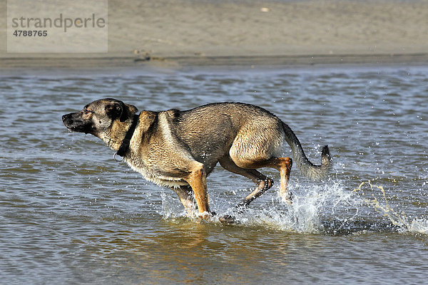 Mischling  Haushund läuft im Wasser