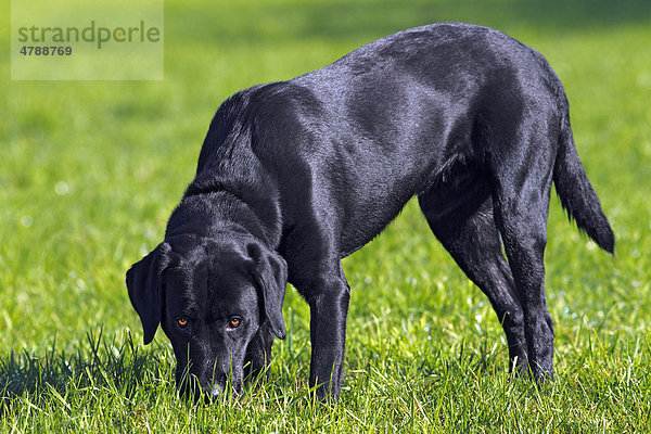 Schwarzer Labrador Retriever  Rüde  schnüffelt am Boden im Gras  Fährtensuche