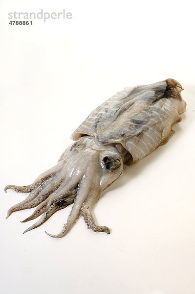 Sepia-Tintenfisch (Sepiida)
