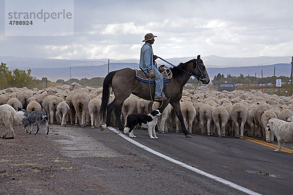 Ein Schäfer treibt eine Schafeherde und einige Ziegen eine Schnellstraße entlang auf eine Winterweide  San Luis Valley  Manassa  Colorado  USA  Amerika