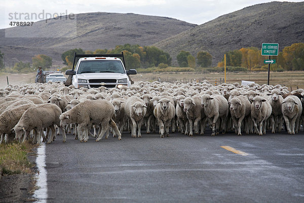 Ein Schäfer treibt eine Schafeherde und einige Ziegen eine Schnellstraße entlang auf eine Winterweide  San Luis Valley  Manassa  Colorado  USA  Amerika