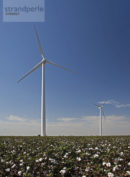 Windräder in einem Baumwollfeld in Stanton  Texas  USA