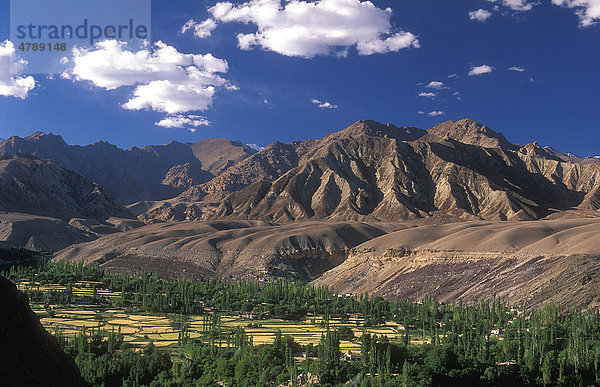 Landschaft bei Alchi  Getreidefelder und Bäume vor den Bergen des Himalaya  Ladakh  Himalaya  Indien  Asien